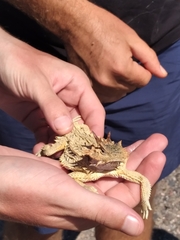 Phrynosoma coronatum