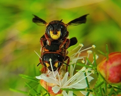 Anthidiellum perplexum