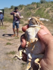 Phrynosoma coronatum