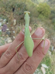 Sphodromantis viridis