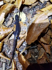 Ambystoma 'unisexual complex'