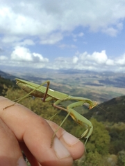 Sphodromantis viridis