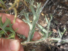 Pelargonium pillansii