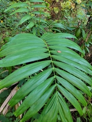 Chamaedorea elegans