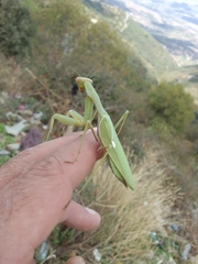 Sphodromantis viridis