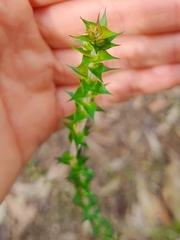 Epacris