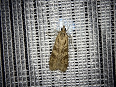 Nomophila noctuella