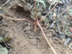 Pelargonium pillansii