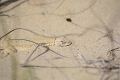 Liolaemus occipitalis