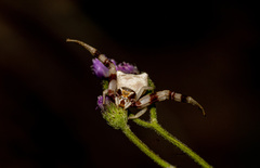 Thomisus citrinellus