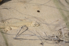 Liolaemus occipitalis