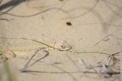 Liolaemus occipitalis