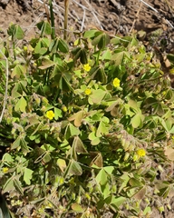 Oxalis laxa