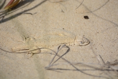 Liolaemus occipitalis