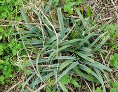 Carex glaucodea