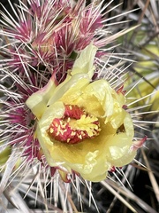 Corynopuntia invicta