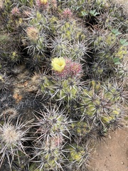 Corynopuntia invicta