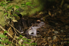 Leptodactylus savagei