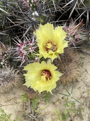 Corynopuntia invicta