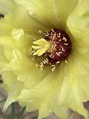 Corynopuntia invicta