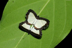 Riodinidae