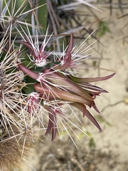 Corynopuntia invicta