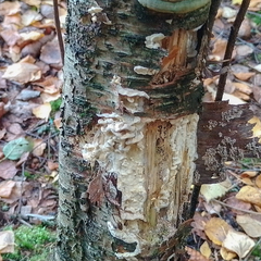 Antrodiella