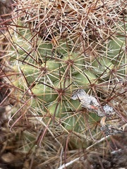 Mammillaria dioica dioica