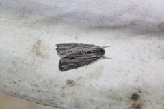 Acronicta lithospila