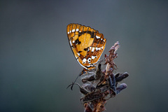 Byblia anvatara anvatara