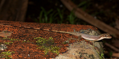 Anolis limifrons
