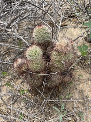 Mammillaria dioica dioica