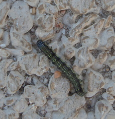 Helicoverpa armigera