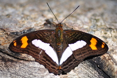 Adelpha naxia