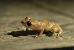 Diasporus diastema