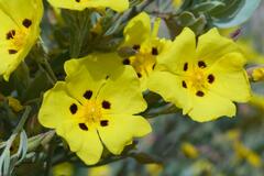 Cistus halimifolius