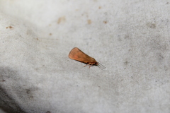 Virbia aurantiaca