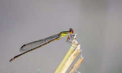 Pseudagrion