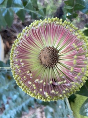 Banksia grandis