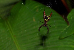 Micrathena