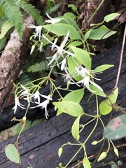 Clematis glycinoides