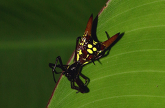 Micrathena