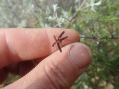 Jamesbrittenia atropurpurea
