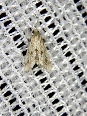 Microchilo inexpectellus