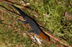 Gonatodes albogularis