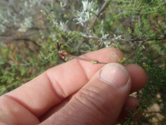 Jamesbrittenia atropurpurea
