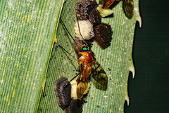 Tabanomorpha