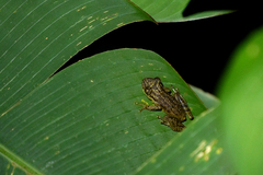 Scinax elaeochroa