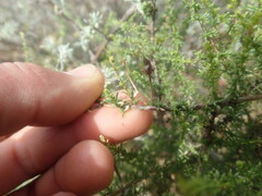 Jamesbrittenia atropurpurea