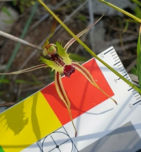 Image of Caladenia campestris by (c) Rosalie Lawrence, some rights reserved (CC BY)